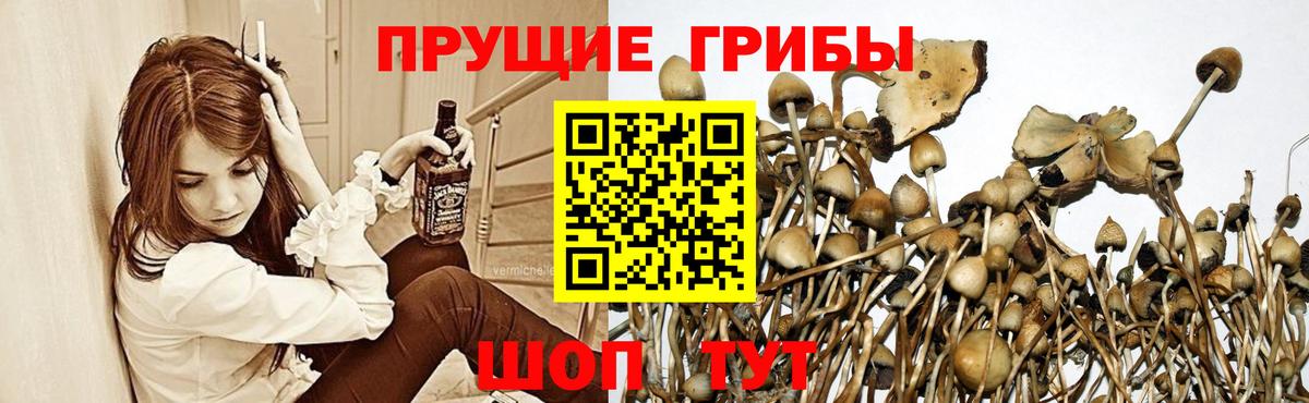 Галлюциногенные грибы Psilocybe Махачкала